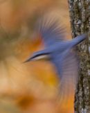 Nuthatch